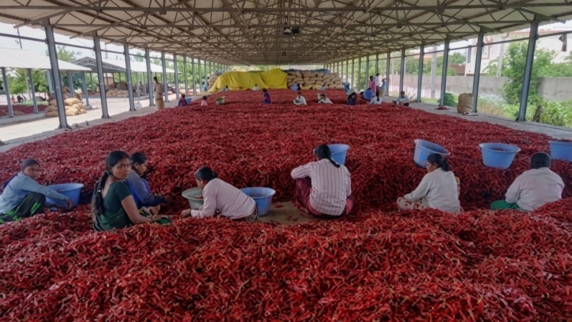 ChilliExport Warehouse and Office in Guntur Andhra Pradesh India