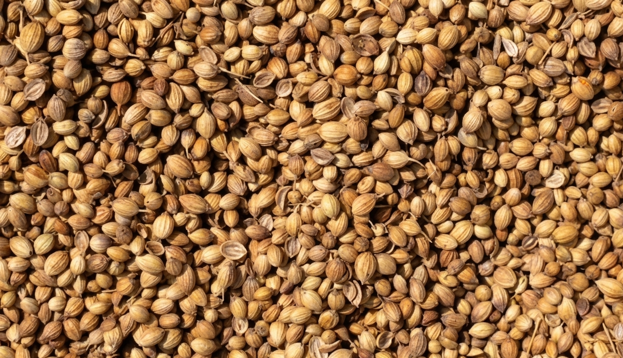 Indian Coriander Seeds — Eagle and Scooter Grade for Export