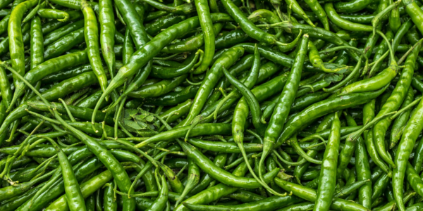 Fresh Green Chillies from India — Crisp and Pungent Export Quality