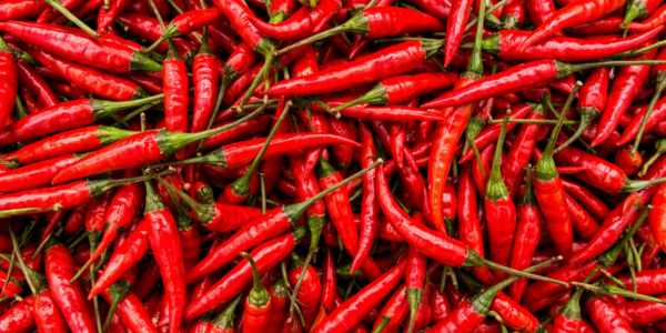 Fresh Red Chillies from India — Premium Quality for Export