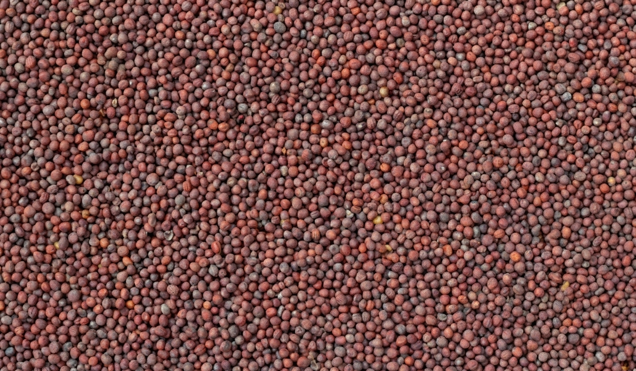 Indian Mustard Seeds — Yellow, Brown, and Black for Export